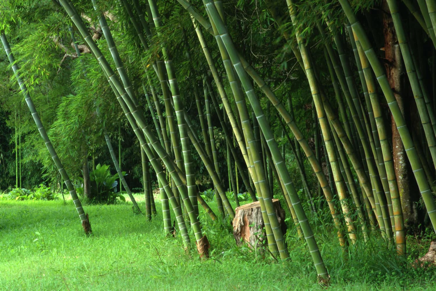 Parvifolia_Screening_Bamboo_Grove_3-2_1500x.webp